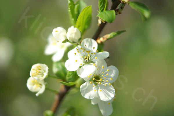 Frühlings Erwachen