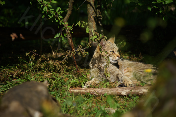 Tiere im Natur Tierpark Goldau