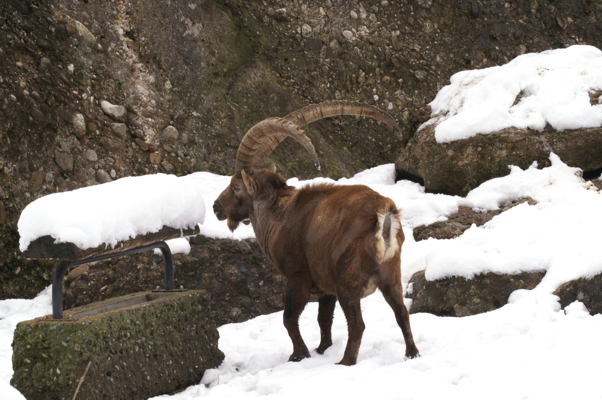 Tiere im Natur Tierpark Goldau