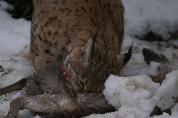 Tiere im Natur Tierpark Goldau