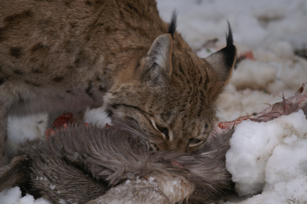 Tiere im Natur Tierpark Goldau