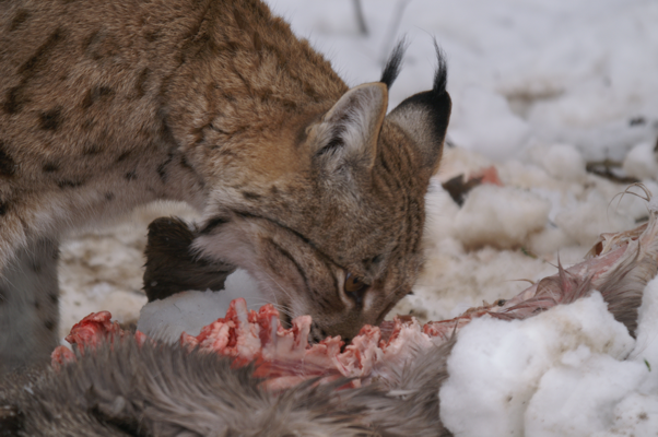 Tiere im Natur Tierpark Goldau