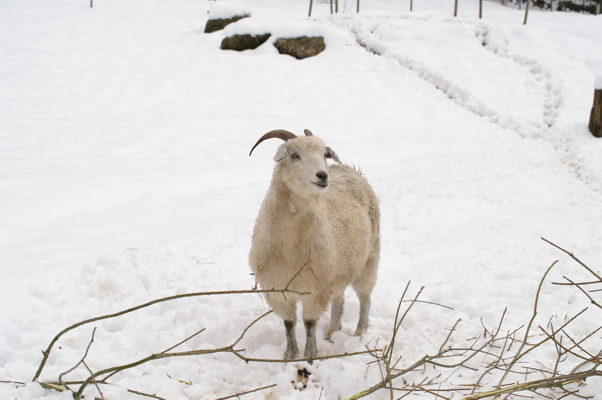 Tiere im Natur Tierpark Goldau