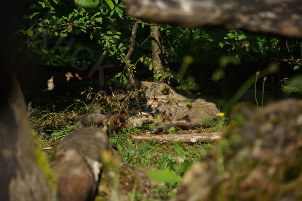 Tiere im Natur Tierpark Goldau