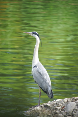 Tiere im Natur Tierpark Goldau