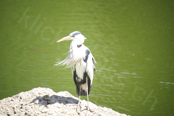 Tiere im Natur Tierpark Goldau