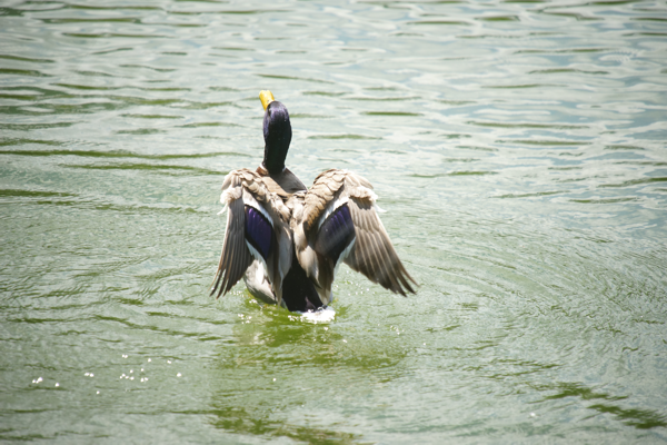 Tiere im Natur Tierpark Goldau