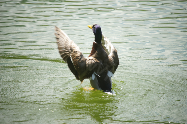 Tiere im Natur Tierpark Goldau
