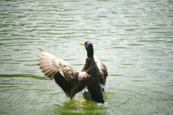 Tiere im Natur Tierpark Goldau