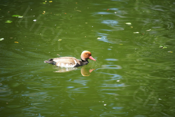 Tiere im Natur Tierpark Goldau