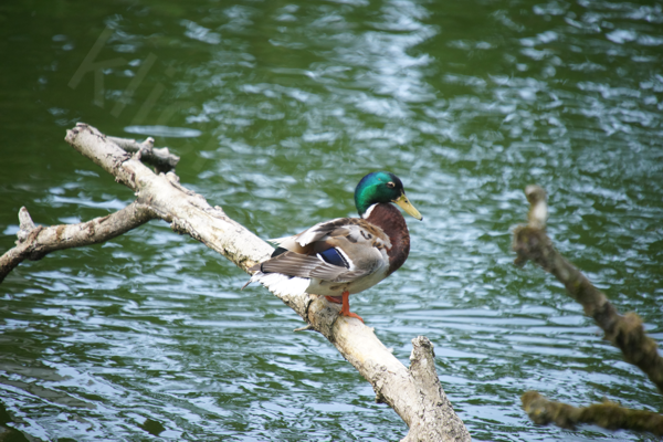Tiere im Natur Tierpark Goldau