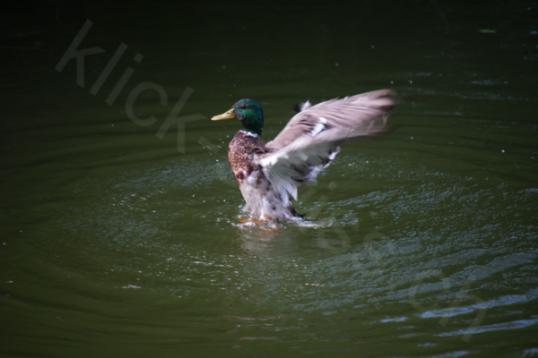 Tiere im Natur Tierpark Goldau