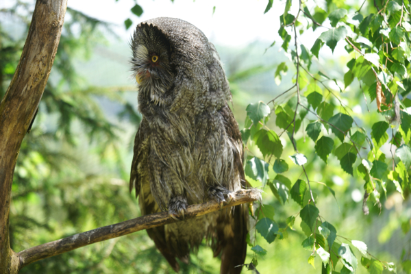 Tiere im Natur Tierpark Goldau