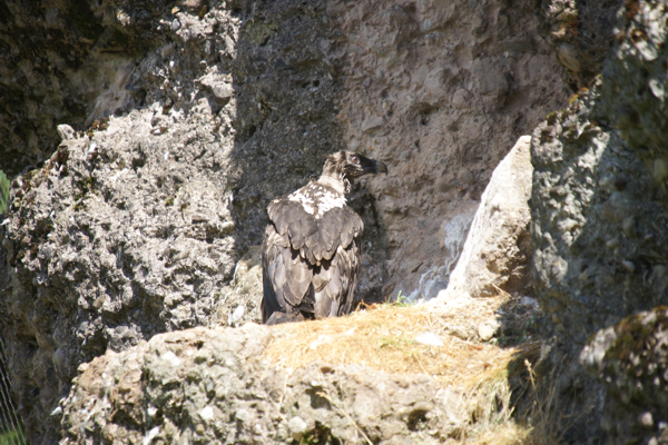 Tiere im Natur Tierpark Goldau