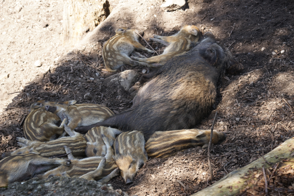 Tiere im Natur Tierpark Goldau