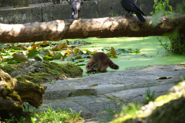 Tiere im Natur Tierpark Goldau