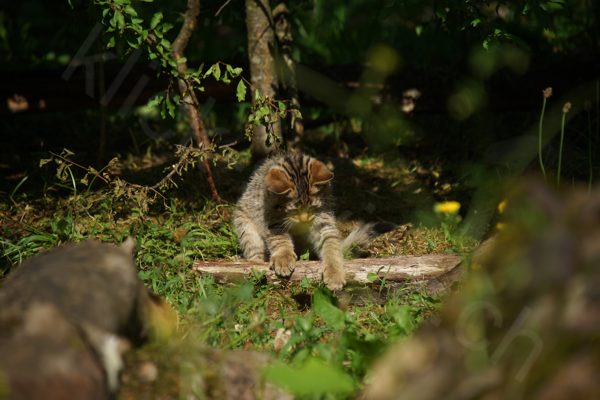 Tiere im Natur Tierpark Goldau