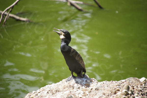 Tiere im Natur Tierpark Goldau