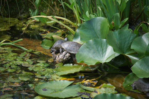 Tiere im Natur Tierpark Goldau