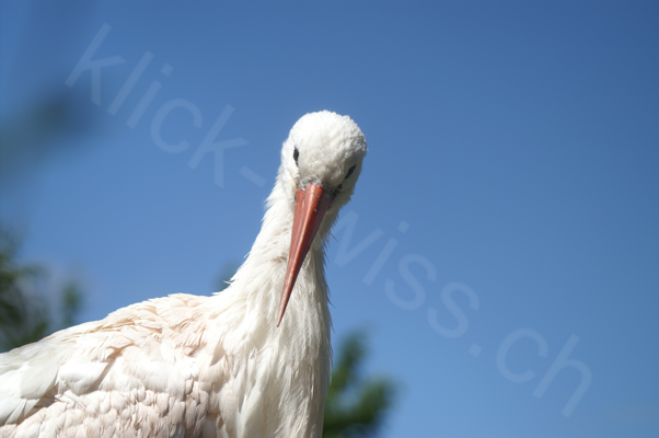 Tiere im Natur Tierpark Goldau