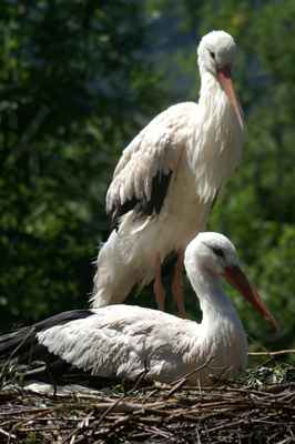 Tiere im Natur Tierpark Goldau