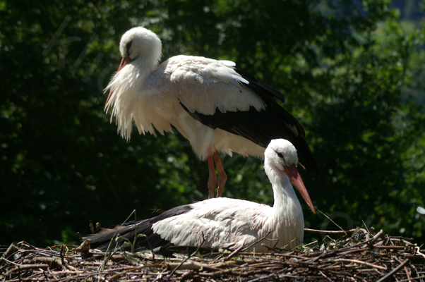 Tiere im Natur Tierpark Goldau
