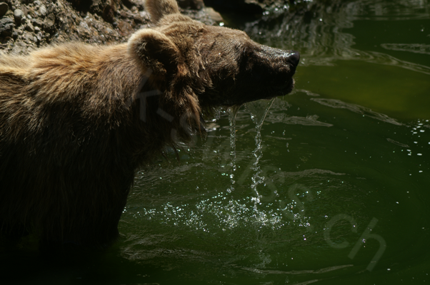 Tiere im Natur Tierpark Goldau