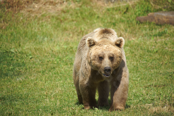 Tiere im Natur Tierpark Goldau
