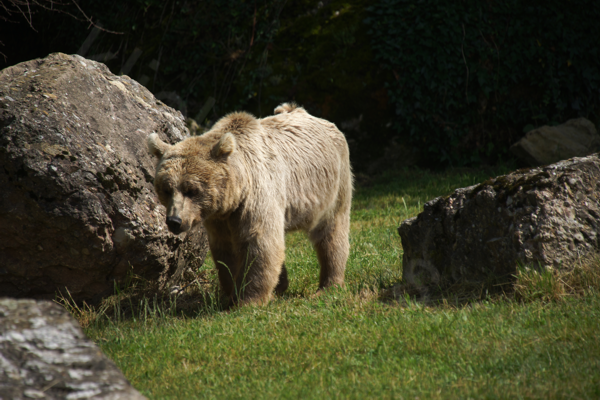 Tiere im Natur Tierpark Goldau