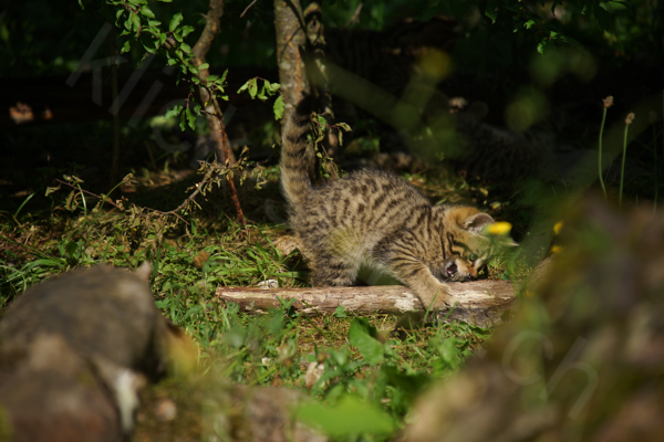 Tiere im Natur Tierpark Goldau