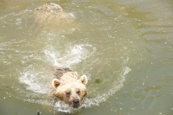 Tiere im Natur Tierpark Goldau