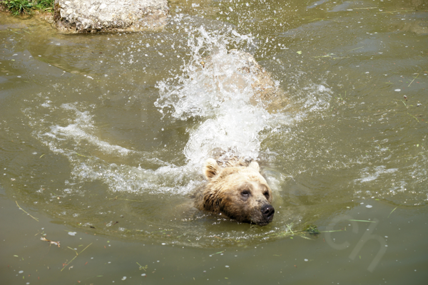 Tiere im Natur Tierpark Goldau