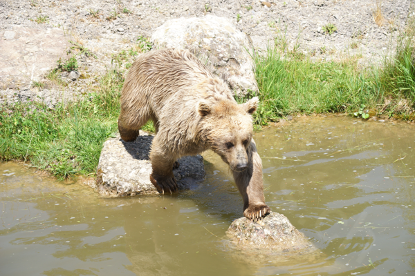 Tiere im Natur Tierpark Goldau