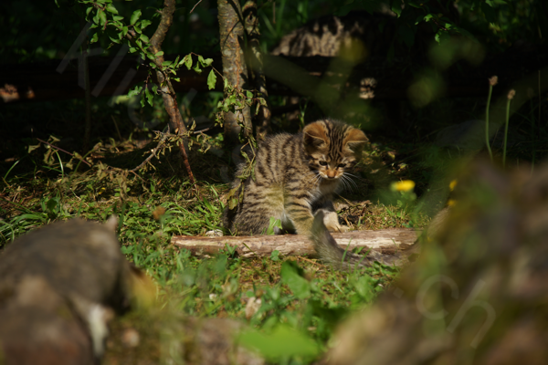 Tiere im Natur Tierpark Goldau