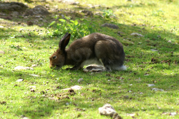 Tiere im Natur Tierpark Goldau