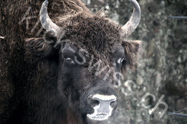 Tiere im Natur Tierpark Goldau