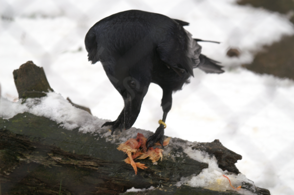 Tiere im Natur Tierpark Goldau