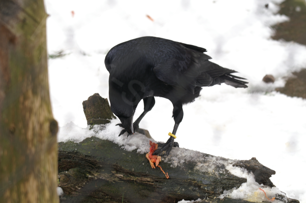 Tiere im Natur Tierpark Goldau
