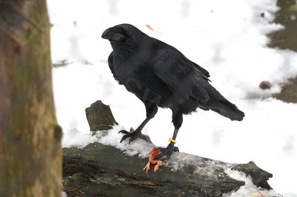Tiere im Natur Tierpark Goldau