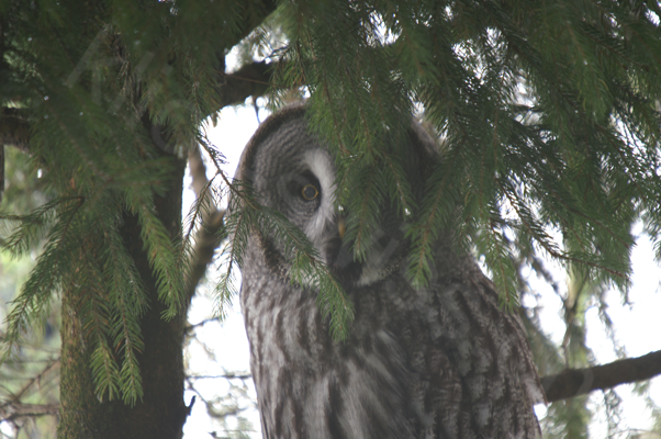 Tiere im Natur Tierpark Goldau