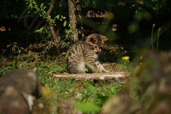 Tiere im Natur Tierpark Goldau