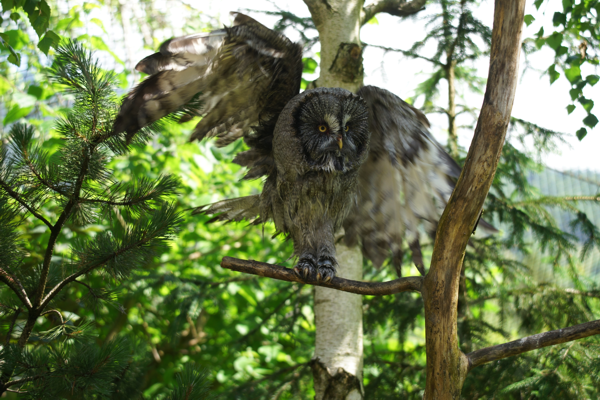 Tiere im Natur Tierpark Goldau
