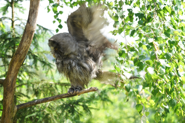 Tiere im Natur Tierpark Goldau