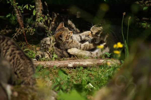 Tiere im Natur Tierpark Goldau