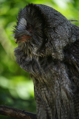 Tiere im Natur Tierpark Goldau