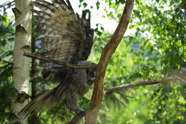 Tiere im Natur Tierpark Goldau