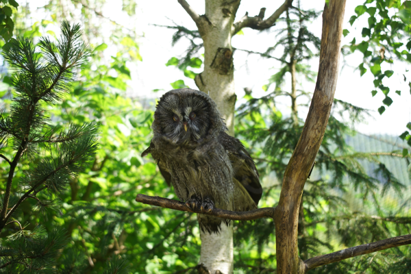 Tiere im Natur Tierpark Goldau