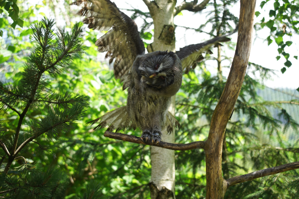 Tiere im Natur Tierpark Goldau